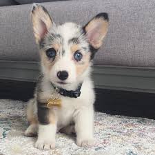Corgi puppies for sale in usa. Home Welsh Corgi Puppy Land