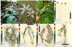 Image result for Elatostema paivaeanum
