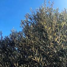 Maybe you would like to learn more about one of these? Silver Leaf Oak Tree Now Available At One Green World