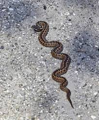 Slettsnoken kan minne om en brun hoggorm, men er slankere, og har mørke flekker langs ryggen der hoggormen har en sikksakkstripe. Hoggorm Store Norske Leksikon