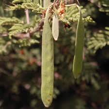 Image result for Acacia luederitzii