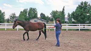 In this video, i am covering how to lunge a horse for beginners without a round pen. How To Lunge Your Horse Budget Equestrian