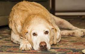 How Long Can A Dog Live With Arthritis Quality Of Life
