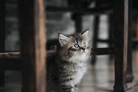 Please note, these cats are from rescues and shelters nationwide and are not available through the aspca. Black And White Kitten Baby Cat Cats