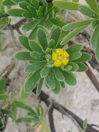 Image result for Suriana maritima