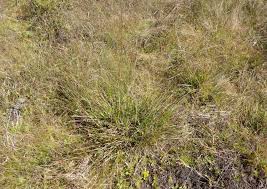 Image result for Ctenium