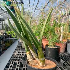 Image result for Eulophia petersii