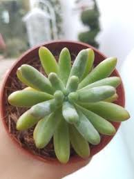 He escogido los 10 más populares platos y comidas dominicanas como una introducción a la cocina tradicional de república dominicana. 22 Suculentas Resistentes En Republica Dominicana Succulents Plants