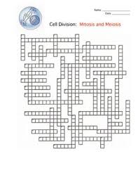 Find this pin mitosis worksheet, good distinction between interphase and mitosis. The Cell And Cell Division Answer Key