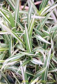 Image result for Pleioblastus fortunei