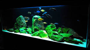 #1 african cichlid assortment growers choice special. How To Set Up An African Cichlid Tank Step By Step Guide Youtube