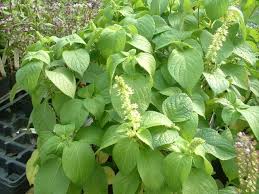 Image result for Ocimum fimbriatum