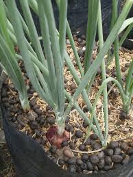 9 cara menanam daun bawang hidroponik di rumah #caramenanamdaunbawanghidroponik #ciptaalami. Artikel Menanam Bawang Merah Allium Ascalonicum Dalam Pot Polybag