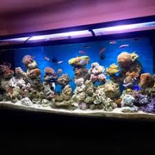 Shopping time makes furbabies happy! Best Fish Stores Near Me March 2021 Find Nearby Fish Stores Reviews Yelp