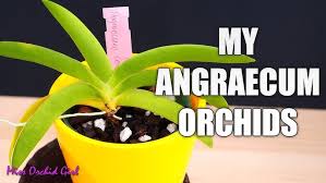 Image result for Angraecum chamaeanthus