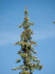 An evergreen forest tree with leaves like needles; Abies Bracteata Bristlecone Fir Description