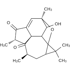 Image result for Croton steenkampianus