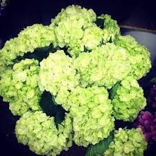 Hydrangea At The Nyc Wholesale Flower Market J Rose Wholesale Wholesale Flowers Flower Market Flowers