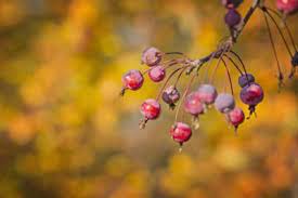 Check spelling or type a new query. Crabapple Fruit Information When Do Crabapples Fruit