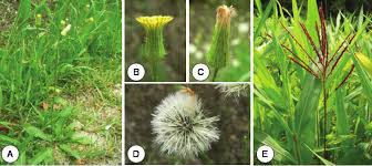 Image result for Microstegium fasciculatum