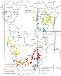 Image result for Hirpicium bechuanense