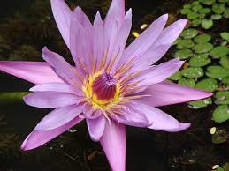 It's a good idea to do a smell test anyway because you the large, showy flowers and their buds can be cooked and eaten like any vegetable. 14 Common Edible Wild Plants Dengarden