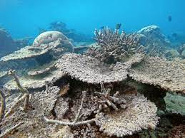 Passions of paradise great barrier reef snorkel and dive cruise from cairns by luxury catamaran. Gegen Korallenbleiche Aus Dem Labor Neu Gezuchtete Korallengeneration Fur Das Great Barrier Reef