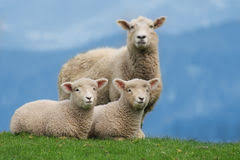 Your sheep stock images are ready. 4 100 Sheep Free Stock Photos Stockfreeimages