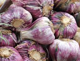 Risultati immagini per aglio rosso di proceno
