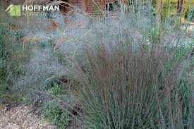 Image result for Schizachyrium brevifolium