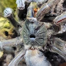 Image result for Scleria hispidula