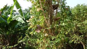 Image result for Cardiospermum grandiflorum