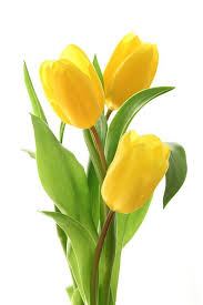 Flowers that start with g. Vines Yellow Tulips Yellow Tulips Tulipas Para Lamparas Recicladas Tulips G In 2021 Yellow Tulips Tulips Flowers Spring Flowers Photography