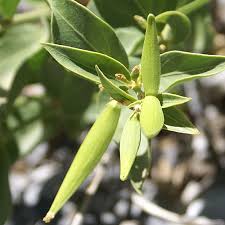 Image result for Vincetoxicum cernuum