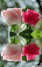 We did not find results for: Gif Paradise Rose Flower Wallpaper Beautiful Flowers Wallpapers Flowers Gif