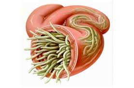 Image result for itchy skin rectum