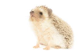Image result for ježek