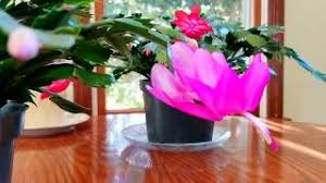 A christmas cactus is a tropical cactus, not a desert cactus. What Causes Unopened Buds To Drop From Your Thanksgiving Christmas Cactus And How To Prevent It Youtube