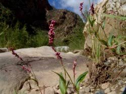 Image result for Persicaria madagascariensis