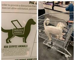 person and their pet entering a pet storeの画像