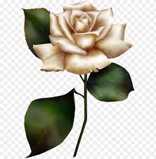 Check spelling or type a new query. White Rose Clipart Png Image With Transparent Background Toppng