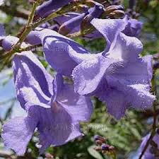 We did not find results for: Jacaranda Mimosifolia 35 Seeds Blue Jacaranda Tree Purple Trumpet Easy Sale