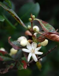 Image result for Sericanthe chimanimaniensis