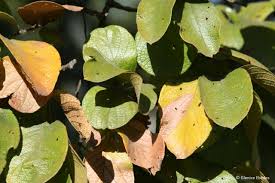Image result for Combretum mkuzense