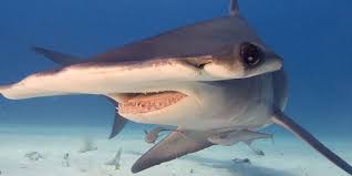 Diving With Hammerheads Dive Worldwide