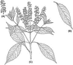 Image result for Ocimum