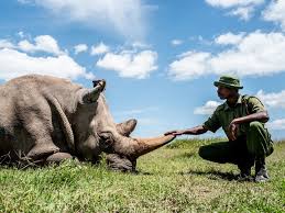 Insurance may be underwritten by one of. Further Hope To Save The Northern White Rhino Vibrant Thoughts Blog Merck