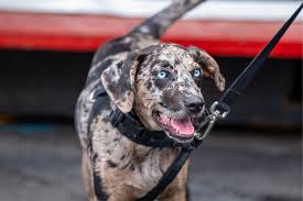 All pet supplies & equine center. Pet Friendly Retail Stores 15 Chains Your Pup Will Love Shopping At