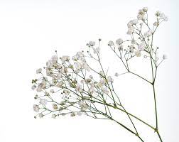 We did not find results for: Growing Baby S Breath Caring For And Drying Baby S Breath