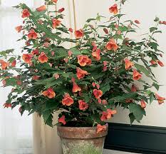 Image result for Abutilon austro-africanum